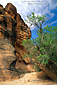 Image: Canyon trail and tree at Red Cliffs Recreation Area, near St. George, Utah's Dixie, Utah