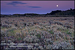 Harvest moon rises at sunset over Aspen and Pine trees, Grand Teton Nat'l. Pk., WYOMING