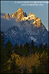 Aspen trees in fall below the Teton Range mountains at sunrise, Grand Teton National Park, Wyoming