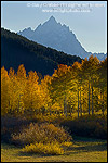 Picture: Golden autumn leaves on aspen trees in fall below Grand Teton mountain peak, Grand Teton National Park, Wyoming 