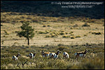 Pronghorn Antelope (Antilocapra americana) herd, Grand Teton National Park, Wyoming