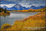 Fall colors along the Snake River at Oxbow Bend, below Mount Moran, Grand Teton National Park, Wyoming