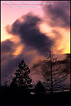 Photo: Steam from Fountain Geyser rises behind trees, Fountain Paint Pot area, Yellowstone National Park, Wyoming