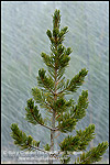 Photo: Forest in an early fall snow storm, Yellowstone National Park, Wyoming