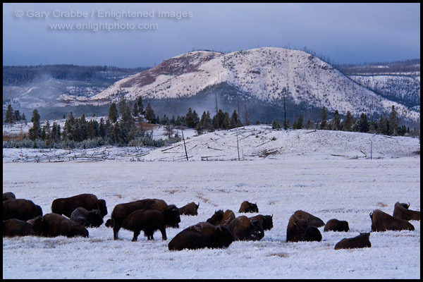 Photo: Buffalo (bison) herd in meadow at dawn after fall storm, near Lower Geyser Basin, Yellowstone National Park, Wyoming