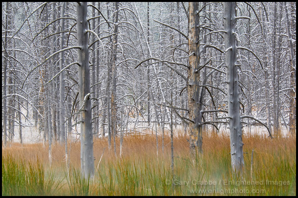 Photo: Burnt tree trunks and grass after a fall snow storm, near Midway, near Firehole Lake Drive, Yellowstone National Park, Wyoming